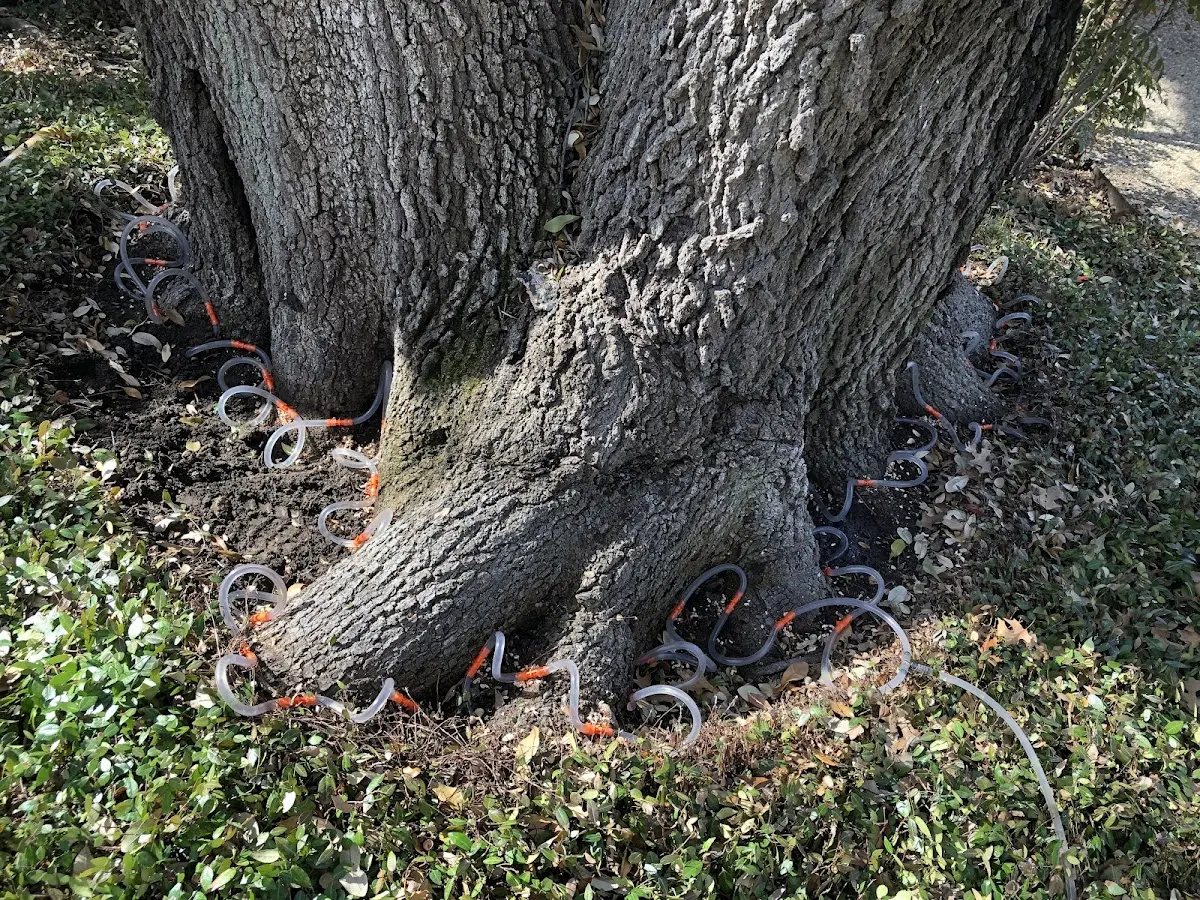 Detailed Tree Cabling and Bracing job site in Homedale