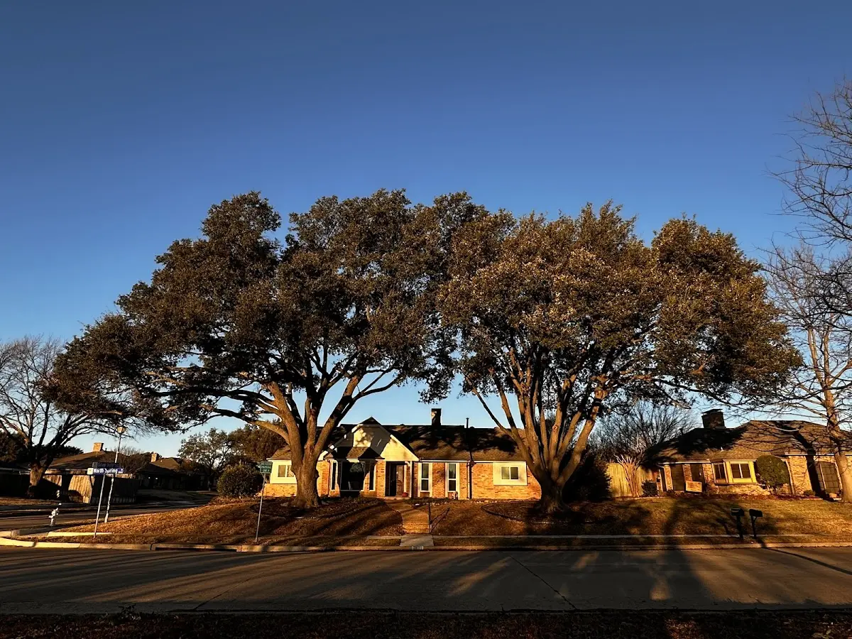 Established residential canopy tree shading a home in Homedale
